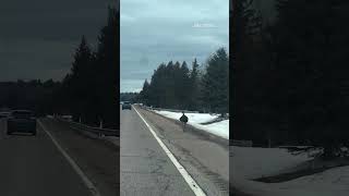 Emu Runs Down U.s. 41 In The Upper Peninsula