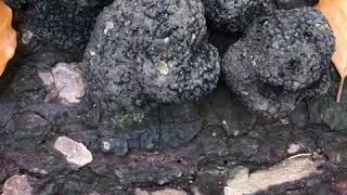 Schweizertrüffel ( Fricktal)