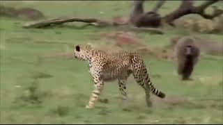 Amazing Baboon save Impala from Leopard!