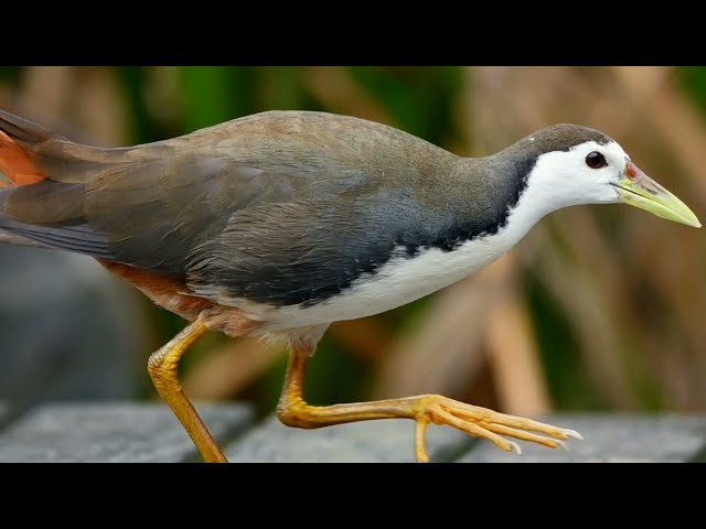 White breasted/ 30 mins. Ruak natural sound call class=