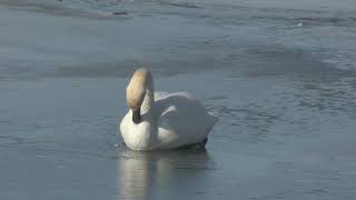 SWAN WINTERING IN MI