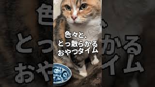 「目の輝きがいつもと違った」#shorts #猫 #野良猫 #元野良猫