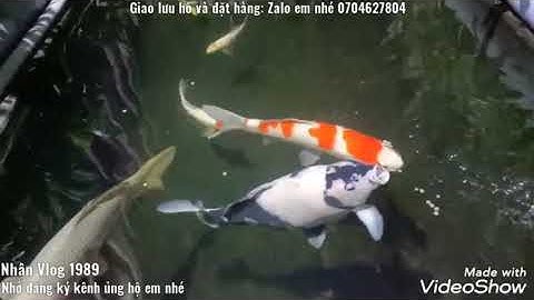 Hồ Cá Koi Nhật Đẹp Nước Siêu Trong - Hồ Của Em Rin ở Quảng Ngãi.😊😊😊😊