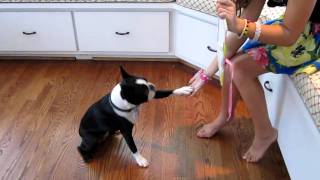 Boston Terrier Dog Clover Reading and Doing Math