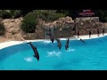 Loro Parque: Dolphins Show - Tenerife 2019 - FullHD