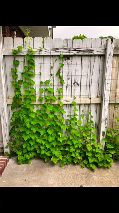 GoGardenNow - The Gardening Blog: Jeepers, Creepers! Virginia Creeper and  Boston Ivy