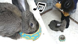 [SUB] Exciting Food Time for Flemish Giant Rabbit! (Full Unedited Ver.)フレミッシュジャイアントうさぎちゃんの食事は楽しい♫ by Jabba The Rabbit 8,690 views 4 years ago 2 minutes, 40 seconds