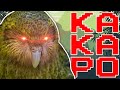 This parrot CAN&#39;T fly (+ Face Reveal)