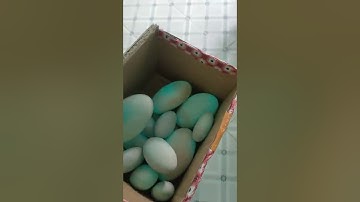 Ngọc Dạ Minh Châu tên em tạm gọi là đá phát sáng. chi tiết vui lòng xem clip ngày 30/12/2021