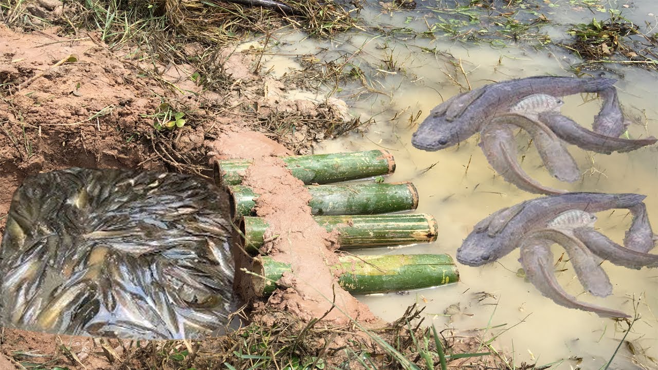 easy fishing pole drawing Easy 4 Bamboos Deep Hole Fish Trap Catch A lot Of Fishs,How To Catch A Lot Of Fishs