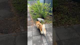 Green Springtime Walkies With My Corgi 🦊🌾#dog #dogs #dogshorts #doglife #corgi #corgilife #pets