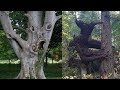 CREEPIEST Trees in the World