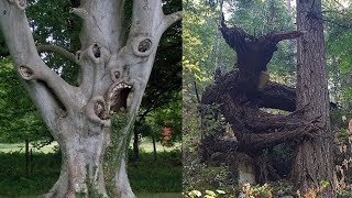 CREEPIEST Trees in the World