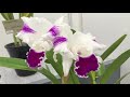 【Orchidshow】Phalaenopsis,Cattleya,Cymbidium,Oncidium　　　　　　　　　　　　　　【世界らん展】カトレア・胡蝶蘭・シンビジューム・オンシジューム