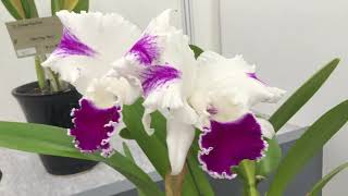 【Orchidshow】Phalaenopsis,Cattleya,Cymbidium,Oncidium　　　　　　　　　　　　　　【世界らん展】カトレア・胡蝶蘭・シンビジューム・オンシジューム