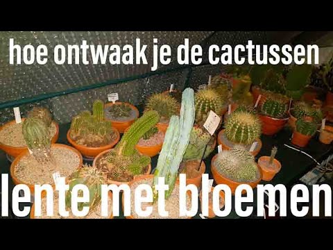 Video: Hoe Om Clematis Te Propageer? Voortplanting Deur Lae In Die Lente En Somer Tuis. Hoe Om In Water Te Plant En Te Plant?