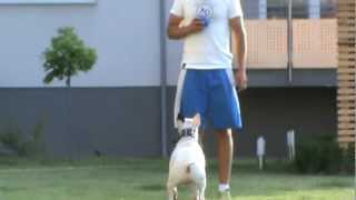 Rock - The Bull Terrier. Come. Work In Progress...