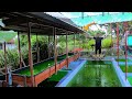 ORNAMENTAL FISH FARMING│Building wooden tank ,1000 koi fry for a bigger pond &Calico fry update