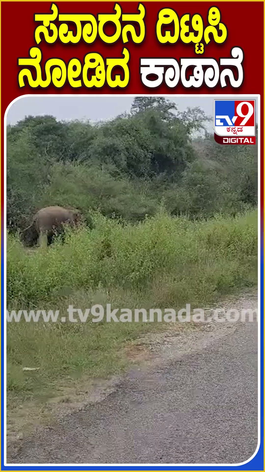 ಸವಾರನ ದಿಟ್ಟಿಸಿ ನೋಡಿದ ಕಾಡಾನೆ! #Elephant #Tv9D