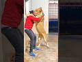Shero ka badshah loves female lionesssherry standing stunt tigerlion animallover youtubeshorts