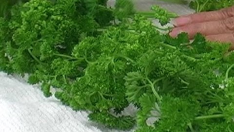 Parsley - How to Store Parsley