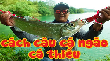 Chia sẻ kinh nghiệm câu cá ngão, thiểu