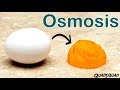 Eggs and Osmosis - A Fun Science Experiment