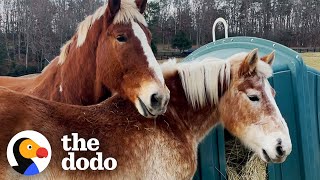 Giant Senior Rescue Horse Finds The Perfect Girlfriend | The Dodo Faith = Restored