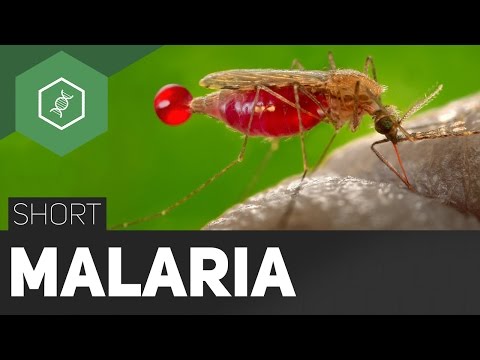Video: Invasive Bakterielle Koinfektion Bei Afrikanischen Kindern Mit Plasmodium Falciparum-Malaria: Eine Systematische Übersicht