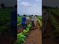 અષાઢીબીજ મુબારખ 🌜 #viralsong #viral #બીજ #farming #shorts #khatushyamji