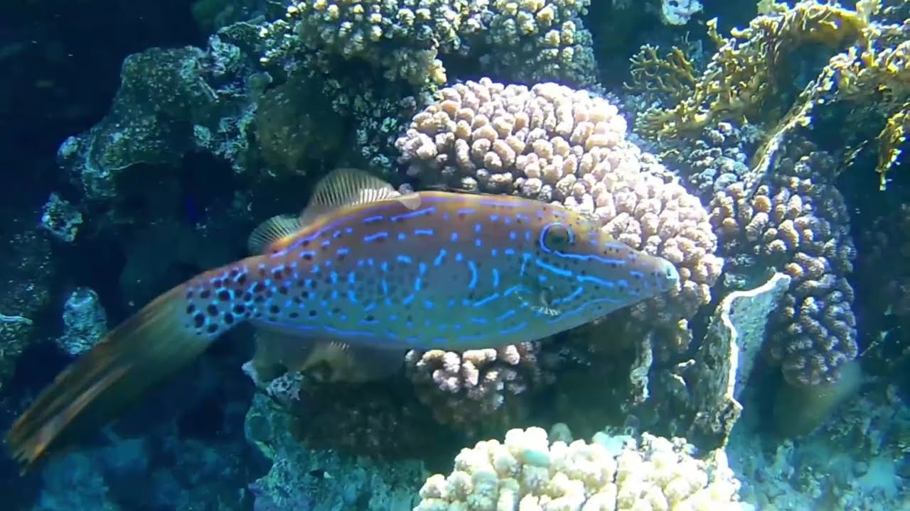 Egypt Jaz Fanara Ras Um El Sid Sharm El Sheikh 12.2025.Риф та рибки бухти Ras Um El Sid.