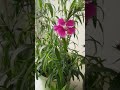 My tall dianthus