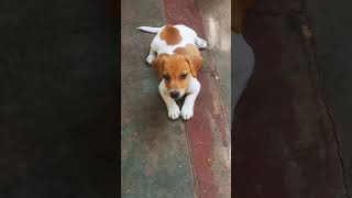 Jack Russell Terrier Jrt Puppy...9788804000