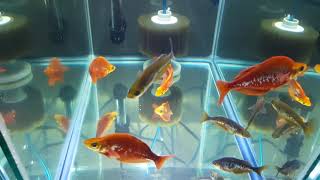 Glossolepis Incisus Red Rainbowfish HD1080