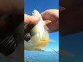 Comment faire un doublé de perches au PP ? #fypyoutube #perch #casting #foryou  #barsch #dropshot 👍🐟