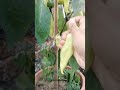 100% Organic Lanka Gachha 🌶️ | Easy Care Tips🌱#organicgardening#lankagachha#chiliharvest