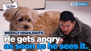 [Weekly Highlights] He gets angry as soon as he sees it😤 [Dogs Are Incredible] | KBS WORLD TV 240409