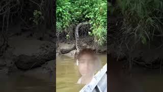 #wildlife #snake #nature #animals #reptiles #wilderness #python #scary #footage