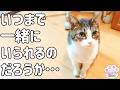 17回目のうちの子記念!去年同様質素ながらフリーズドライのササミでお祝い