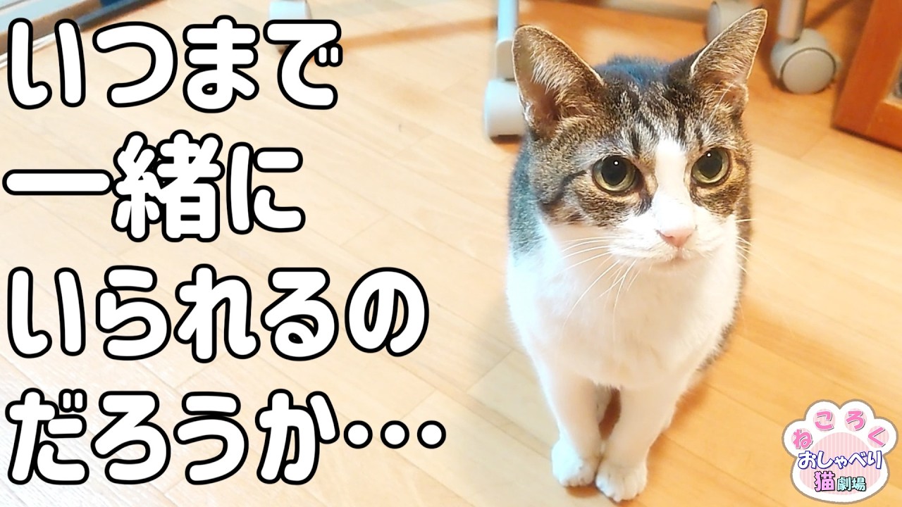 17回目のうちの子記念!去年同様質素ながらフリーズドライのササミでお祝い