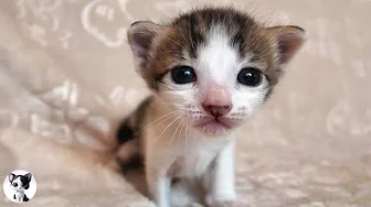 How kittens grow up from 0 day  2 weeks!