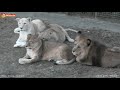 Дело было вечером - Малыш спел львам "спокойной ночи" 😁 Тайган. Lions life in Taigan.