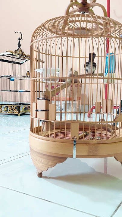 Ngetrek Tledekan Gunung [Pet ON]