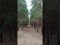 Гуляем по лесу