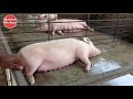 How to start Pig farming india , Pig Farm  Structure , सूअर पालन कैसे करें , sukar palan, pig farm