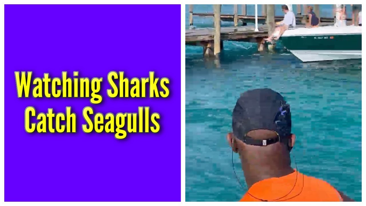 Watching Sharks Catch Seagulls