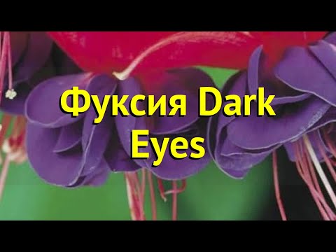 Фуксия обыкновенная Дарк Айс. Краткий обзор, описание характеристик fuchsia Dark Eyes