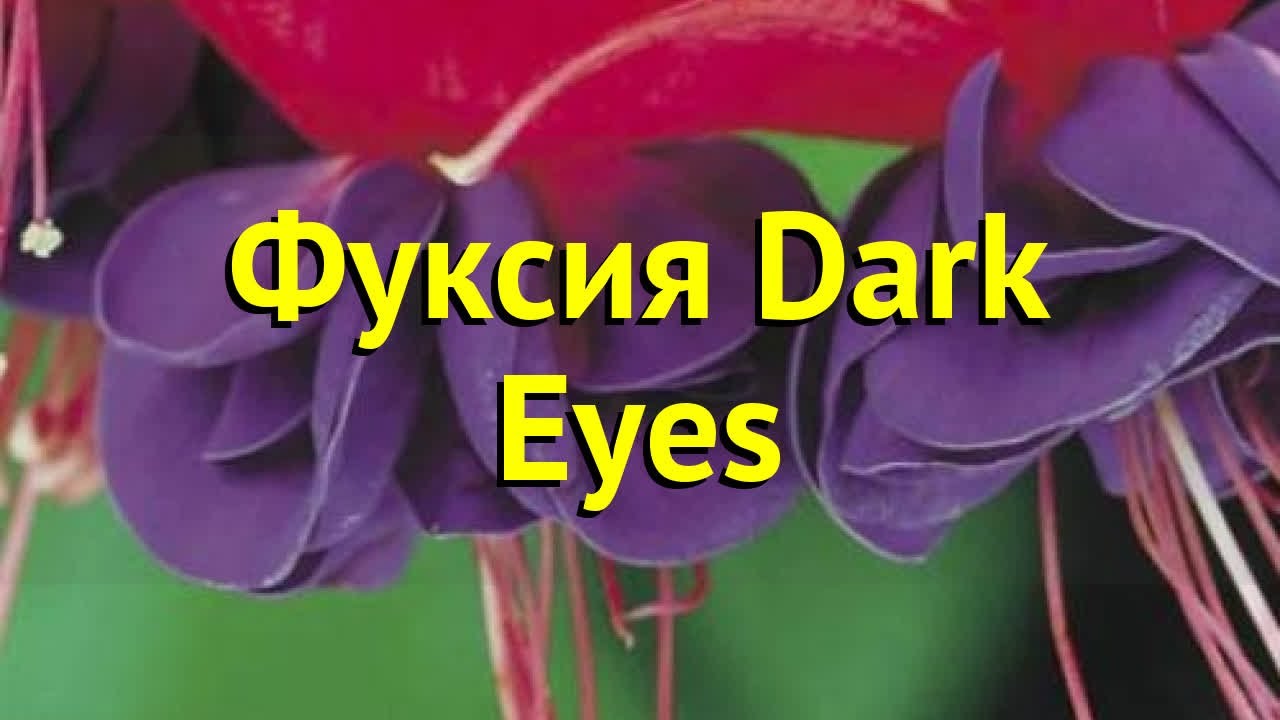 Фуксия Дарк Айс описание сорта характеристики особенности посадки и выращивания отзывы