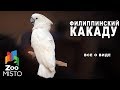 Филиппинский какаду - Все о птице семейства какаду | Птица Филиппинский какаду