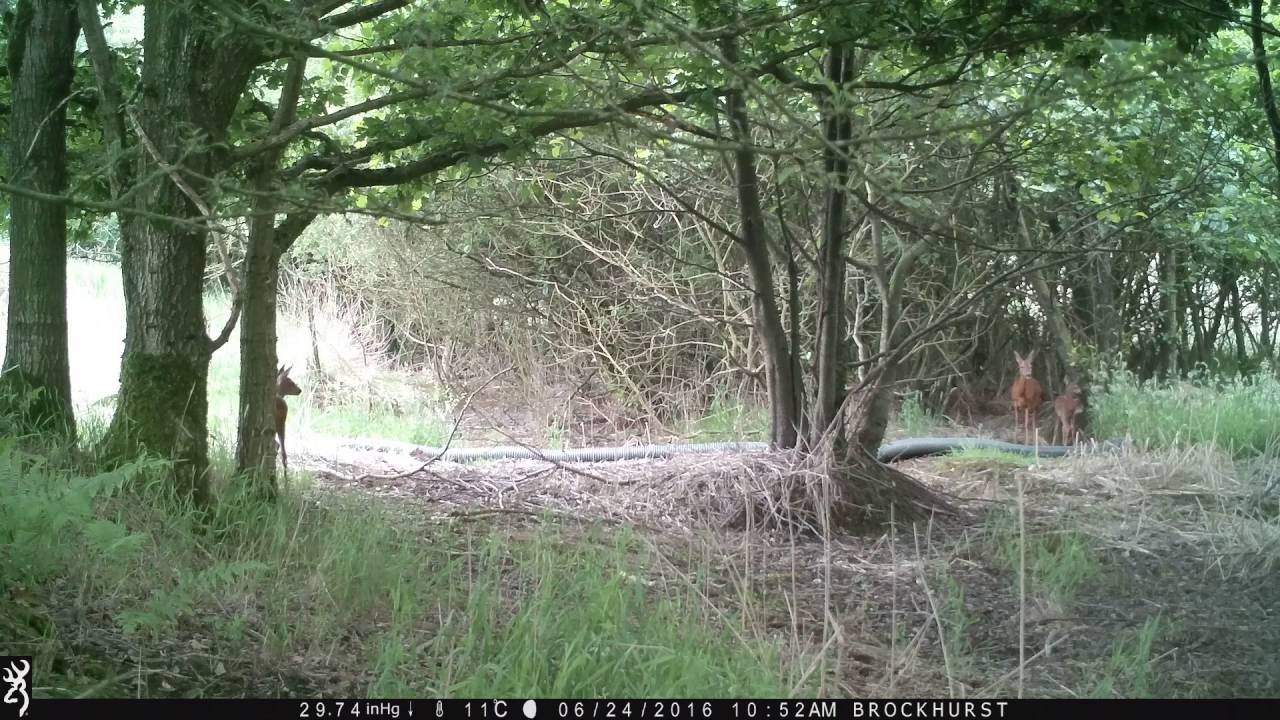 Roe doe & 2 Roe kids still in spots